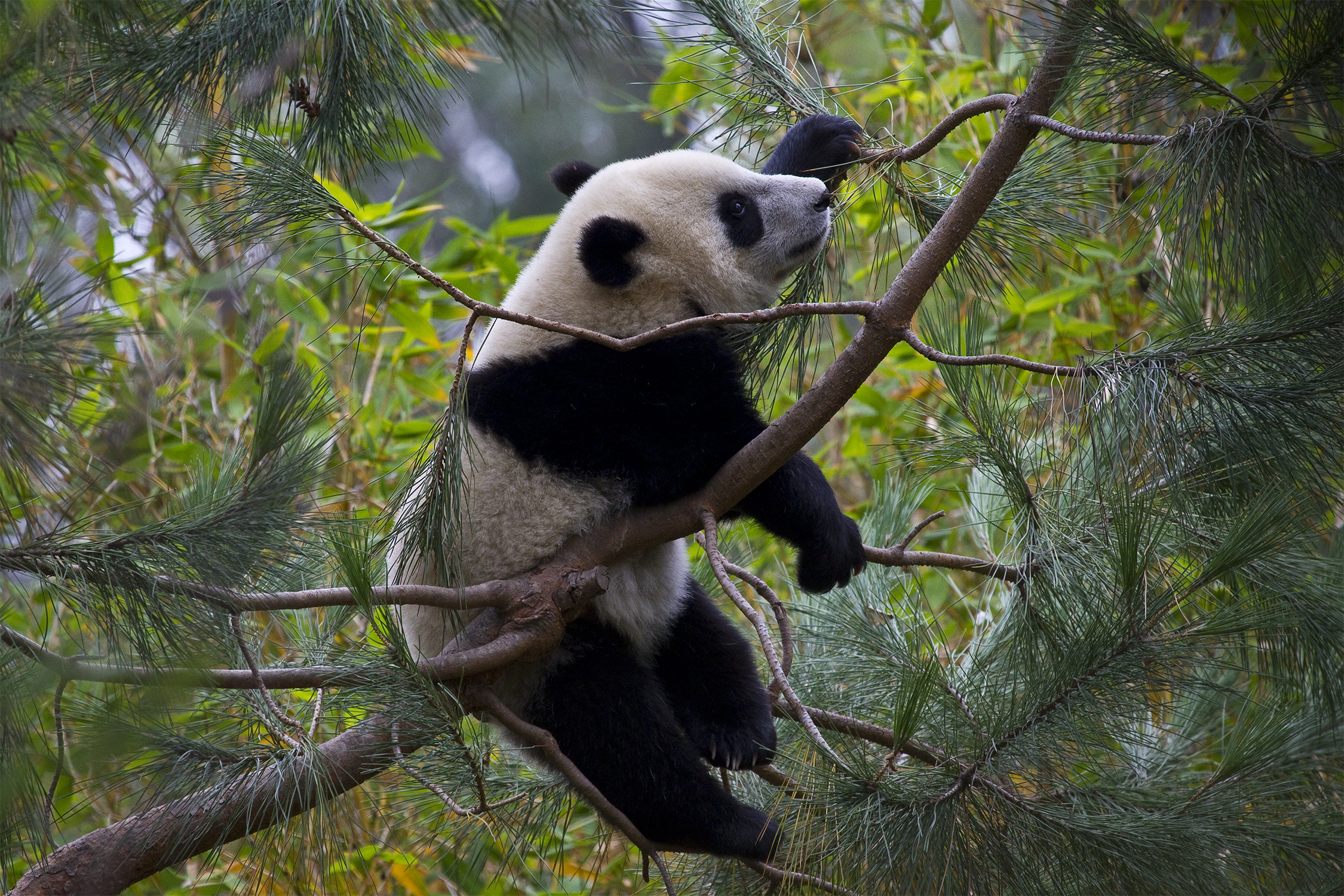 The San Diego Zoo is preparing for the possible return of giant pandas.