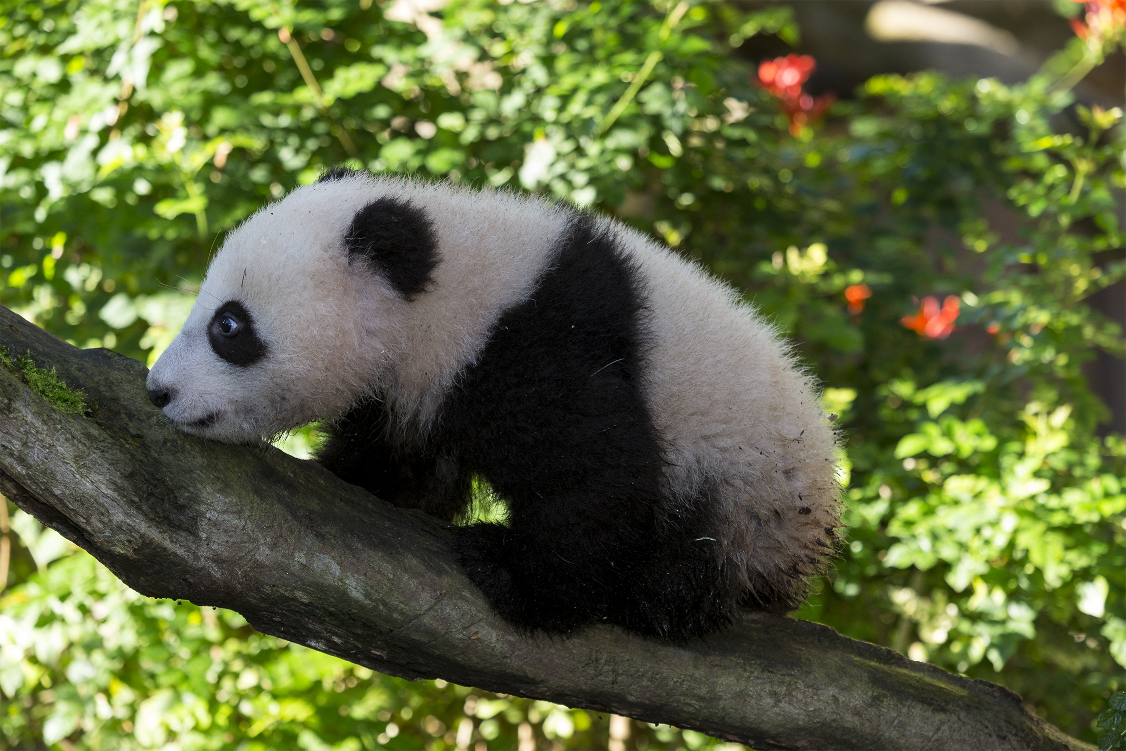 The San Diego Zoo is preparing for the possible return of giant pandas.