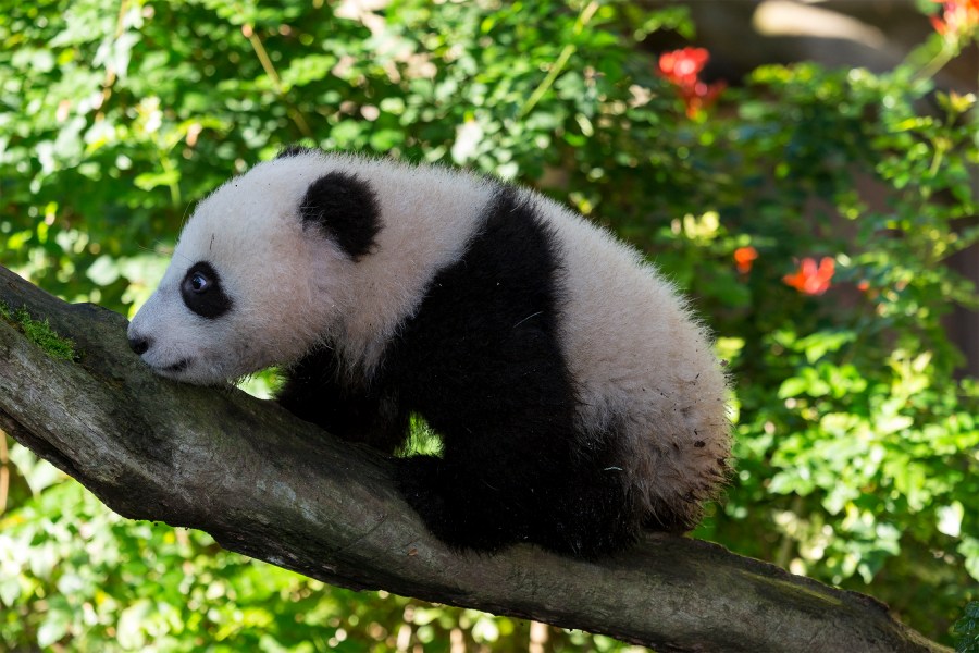 The San Diego Zoo is preparing for the possible return of giant pandas. 