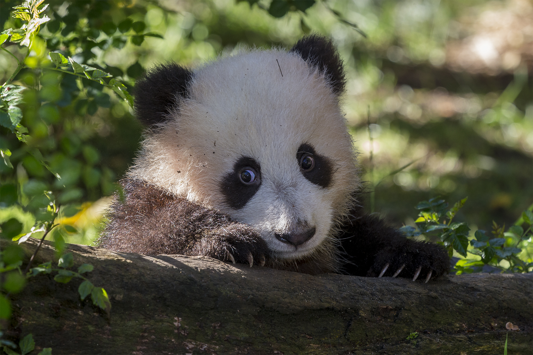 The San Diego Zoo is preparing for the possible return of giant pandas.