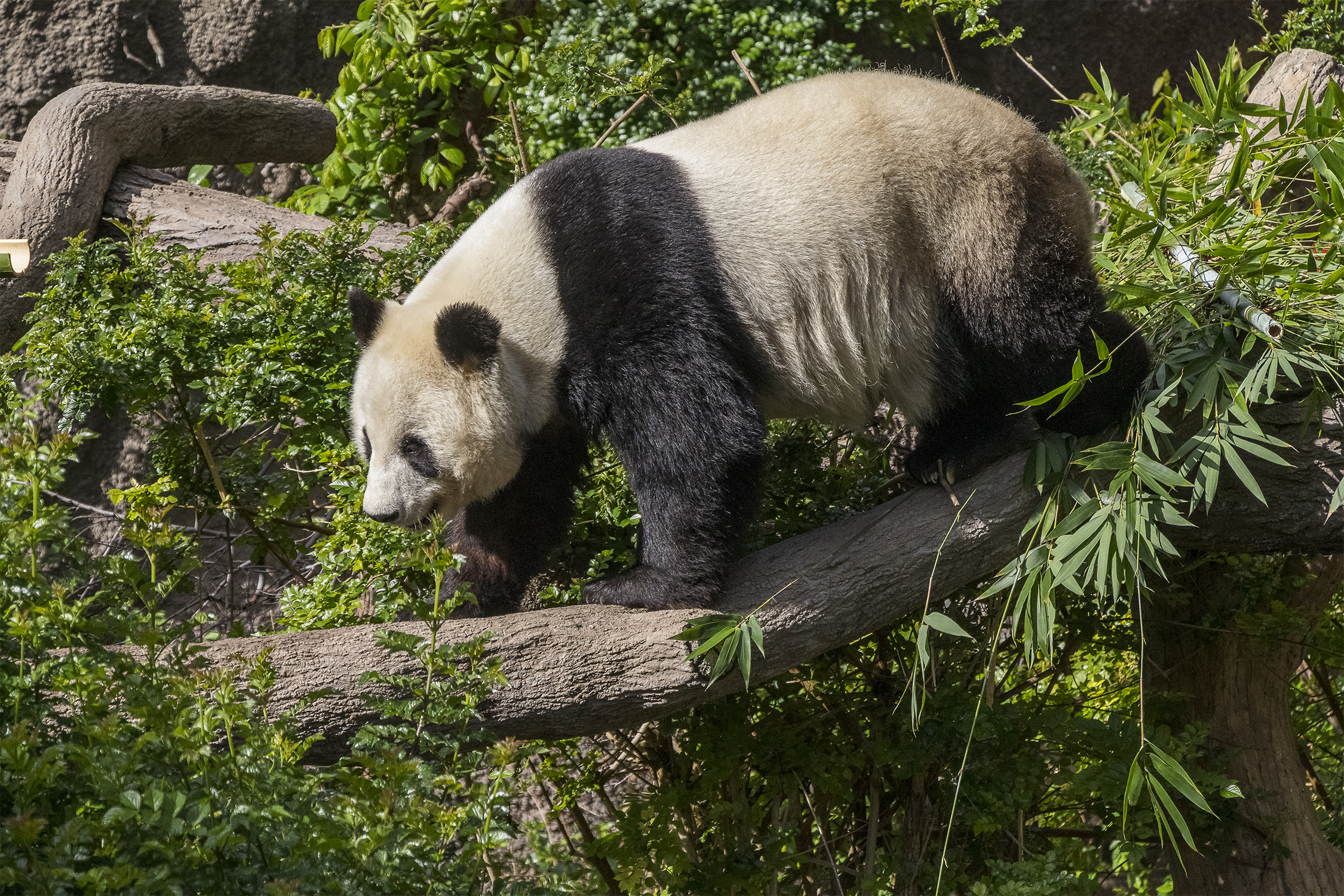 The San Diego Zoo is preparing for the possible return of giant pandas.