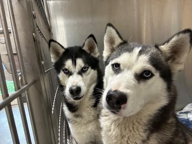 Two of the dogs taken in by OC Animal Care during winter storms in February 2024. (OC Animal Care)