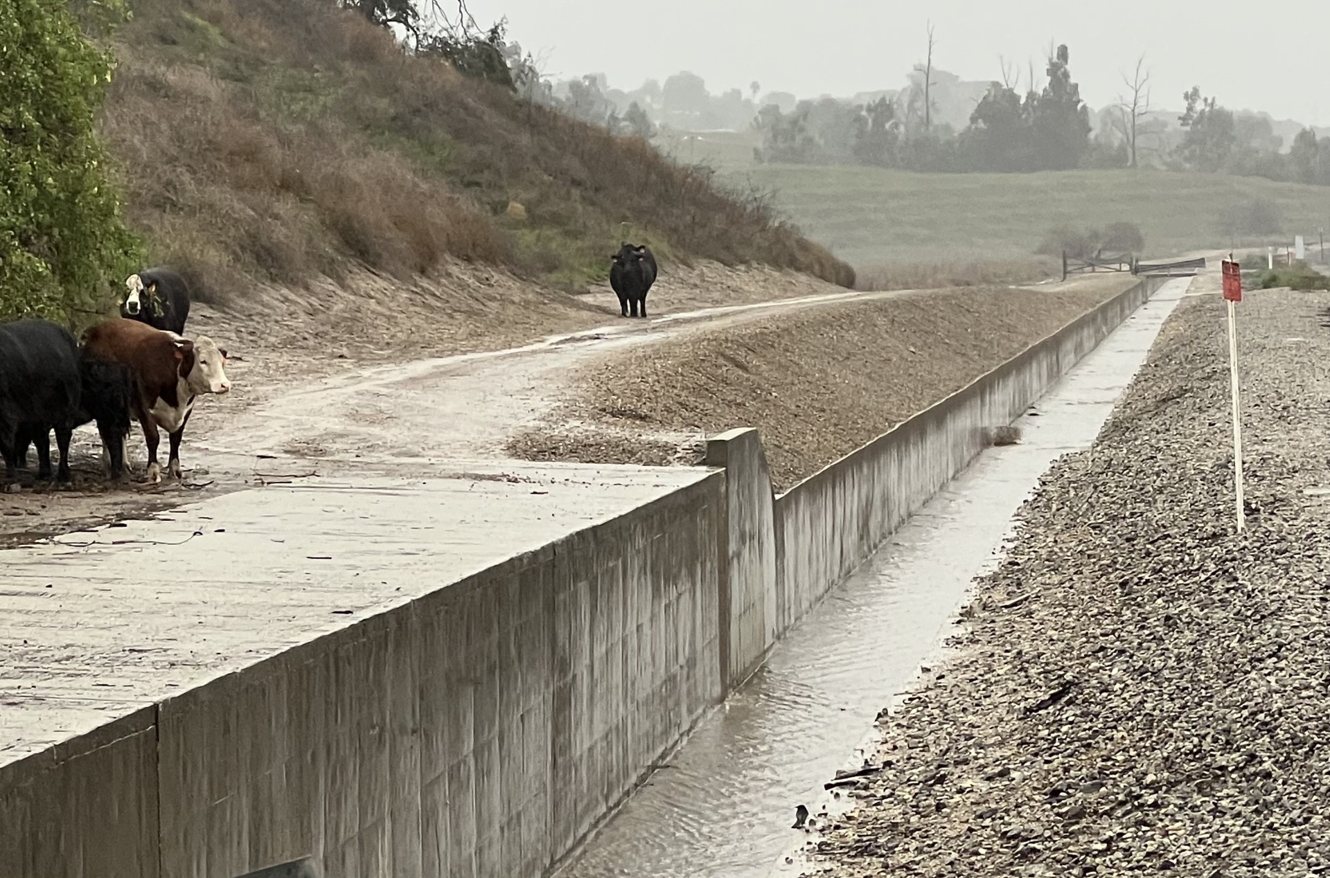 Moorpark Rain