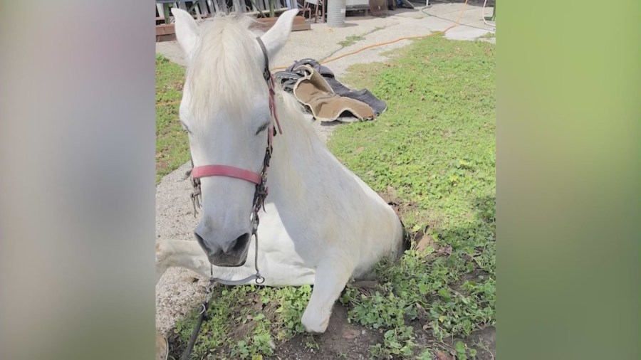 Fire crews worked to rescue a 1,200-pound horse named Lucky that had been swallowed by a sinkhole in Lake View Terrace on Feb. 21, 2024. (Lastre Family)