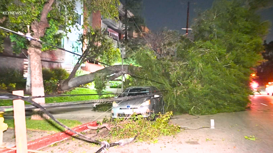 A downed tree damaged cars in Lake Balboa on March 14, 2024.