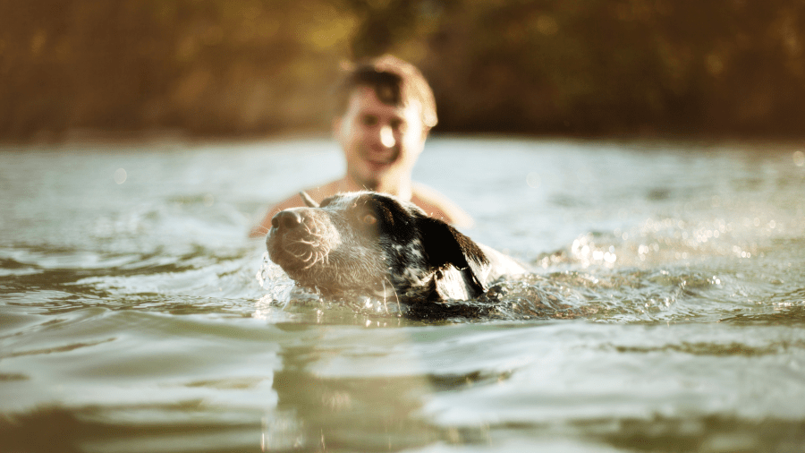 A dog swims by a man in a river in this file image.