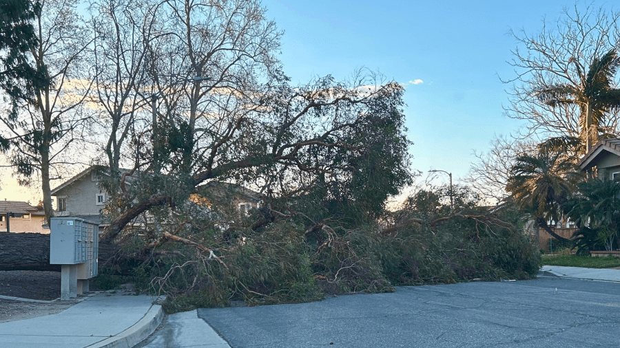 A tree blocks the roadway out of a neighborhood in Rancho Cucamonga on March 14, 2024.