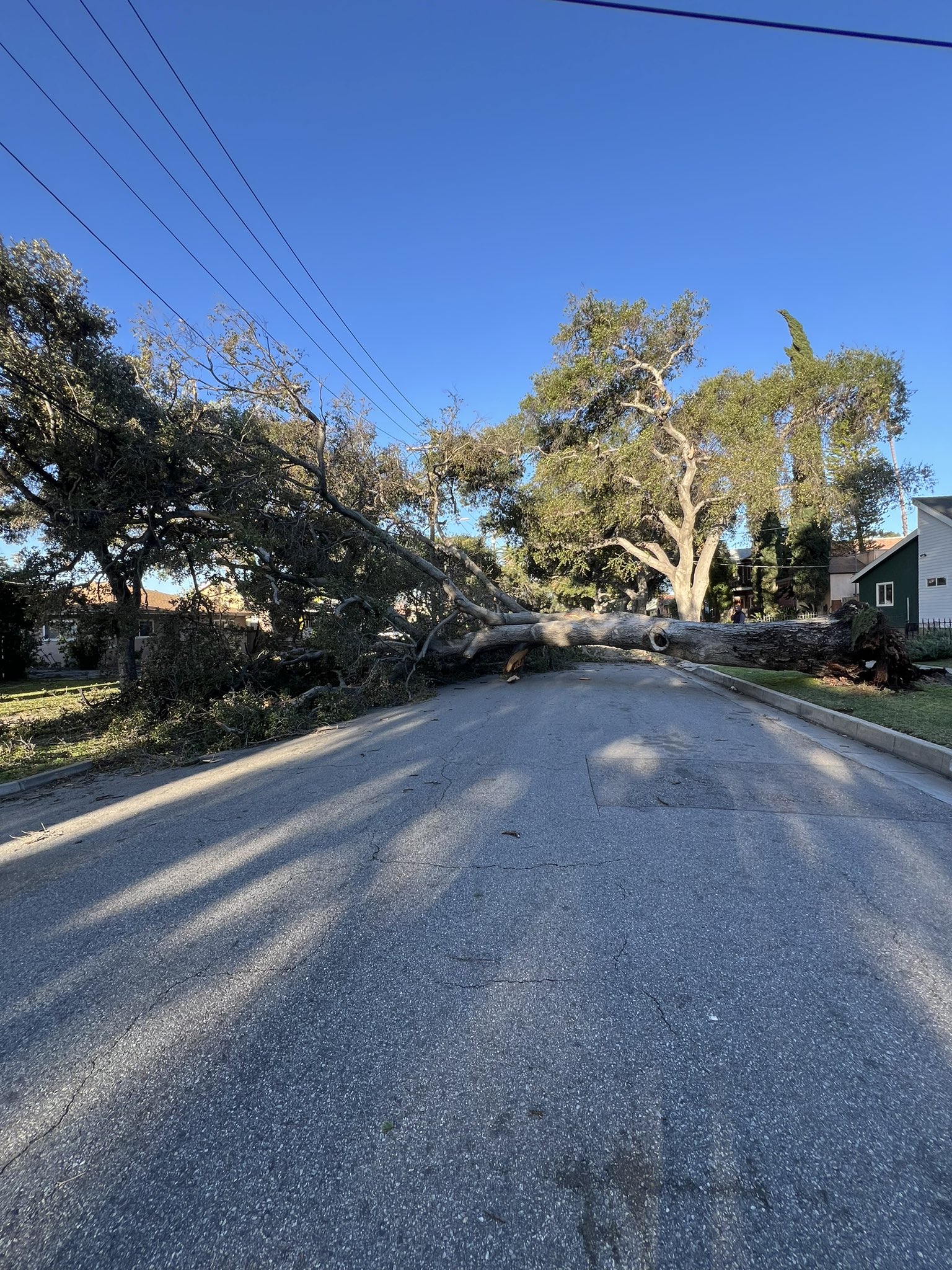 A downed tree is seen in Pasadena on March 14, 2024.