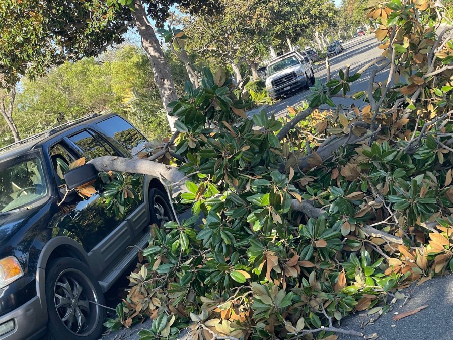 A fallen branch damages an SUV during a windy day in Pasadena on March 14, 2024.