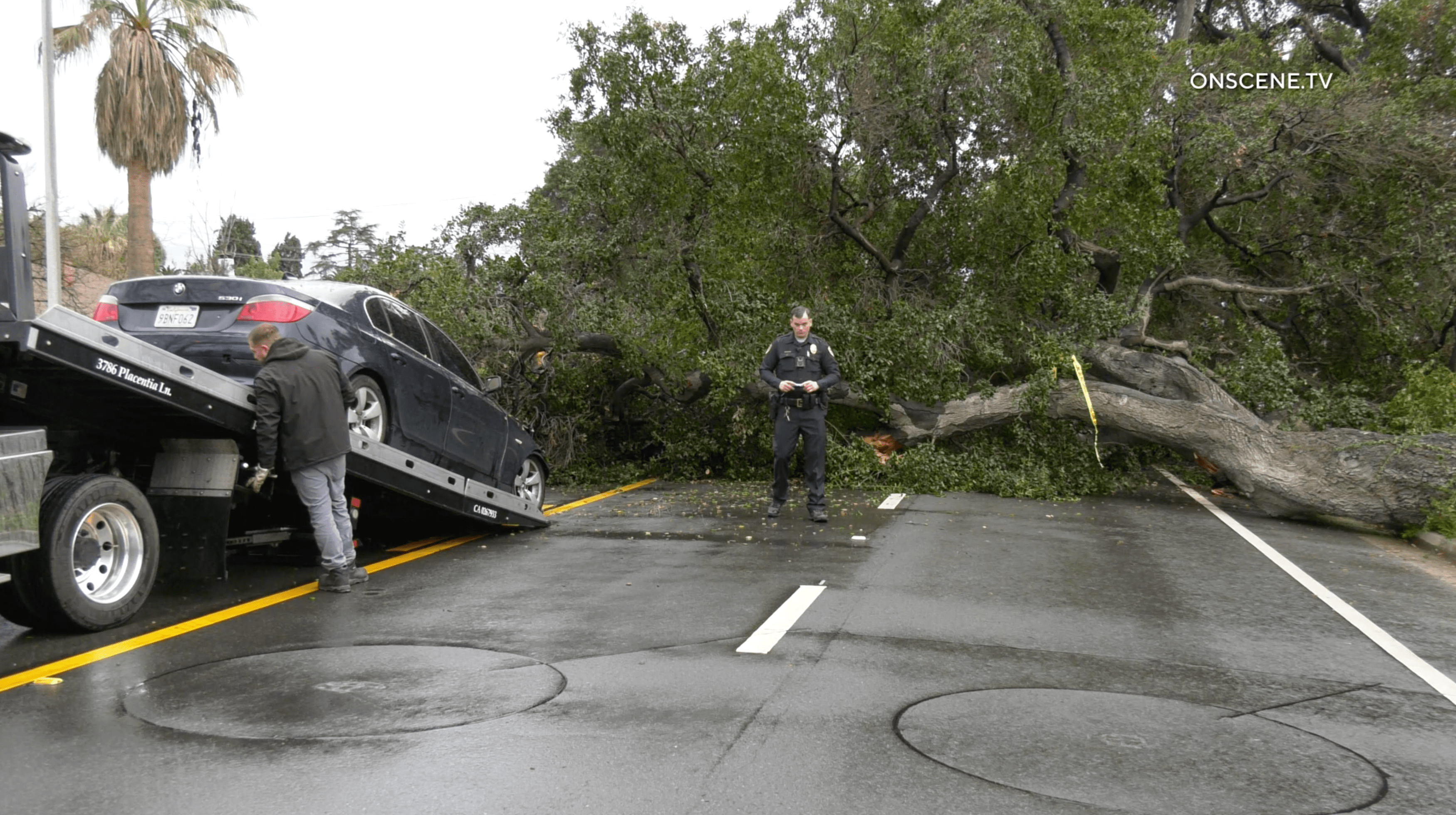 Massive tree comes down on Southern California driver