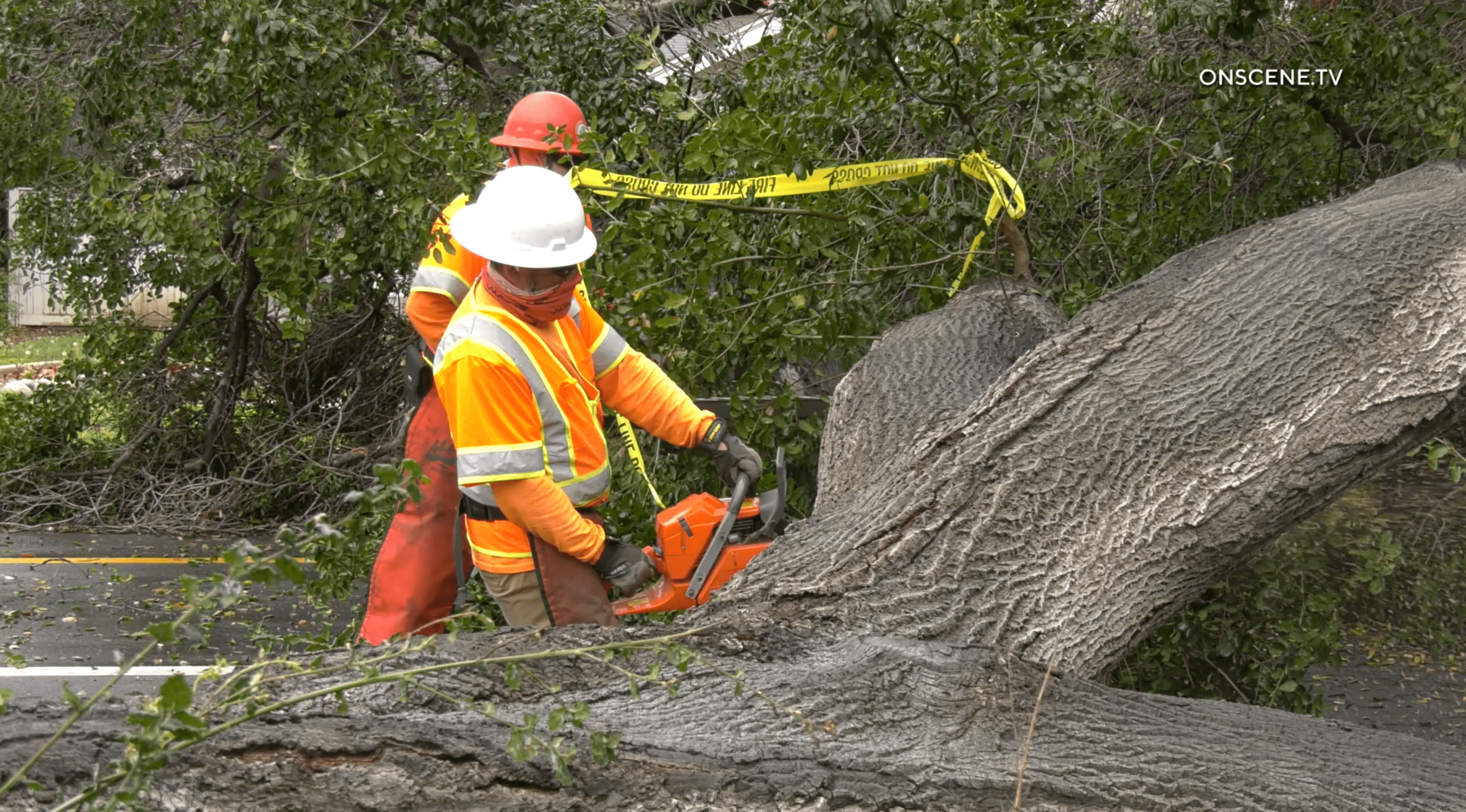 Massive tree comes down on Southern California driver