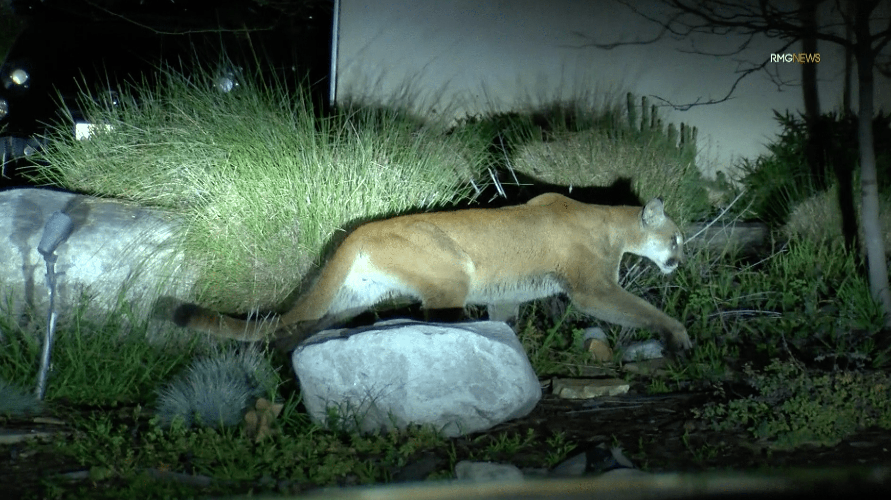 Mountain lion roaming neighborhood streets in Sierra Madre