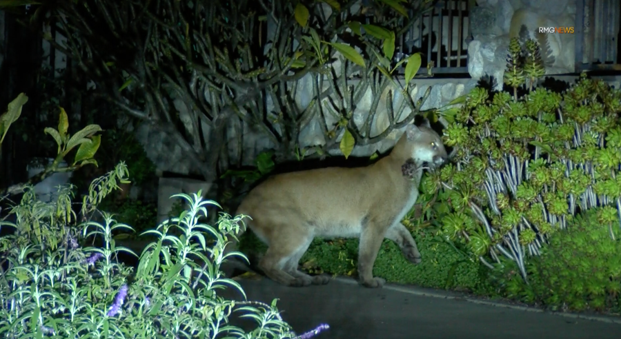 Mountain lion roaming neighborhood streets in Sierra Madre