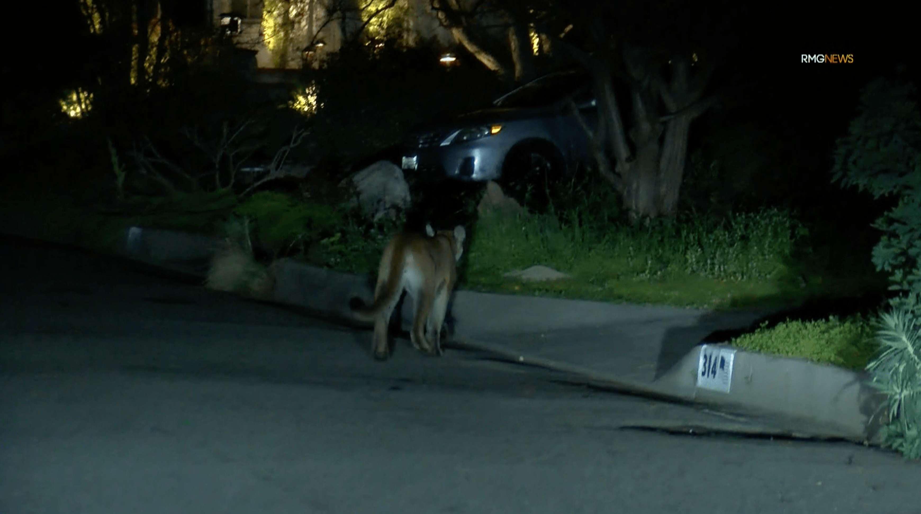 Mountain lion roaming neighborhood streets in Sierra Madre