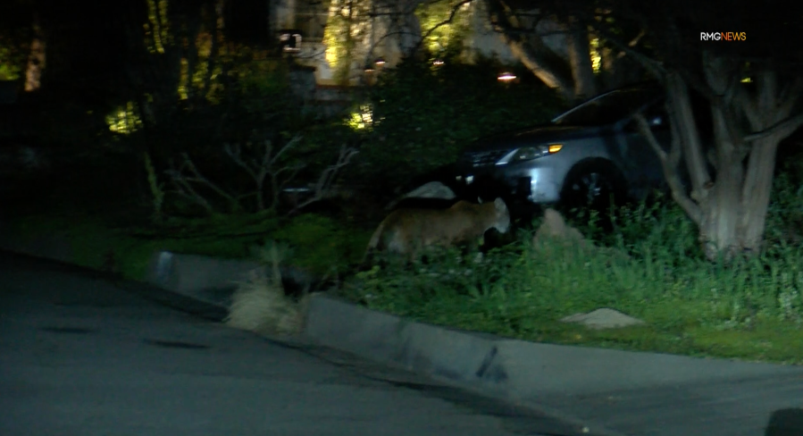 Mountain lion roaming neighborhood streets in Sierra Madre