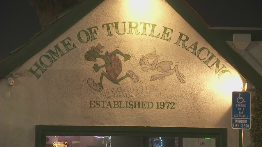 Brennan's turtle race protest