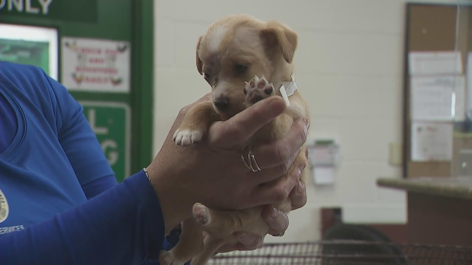 Some pups were found with injuries and burn marks after an encampment fire in San Bernardino on Feb. 29, 2024. (KTLA)