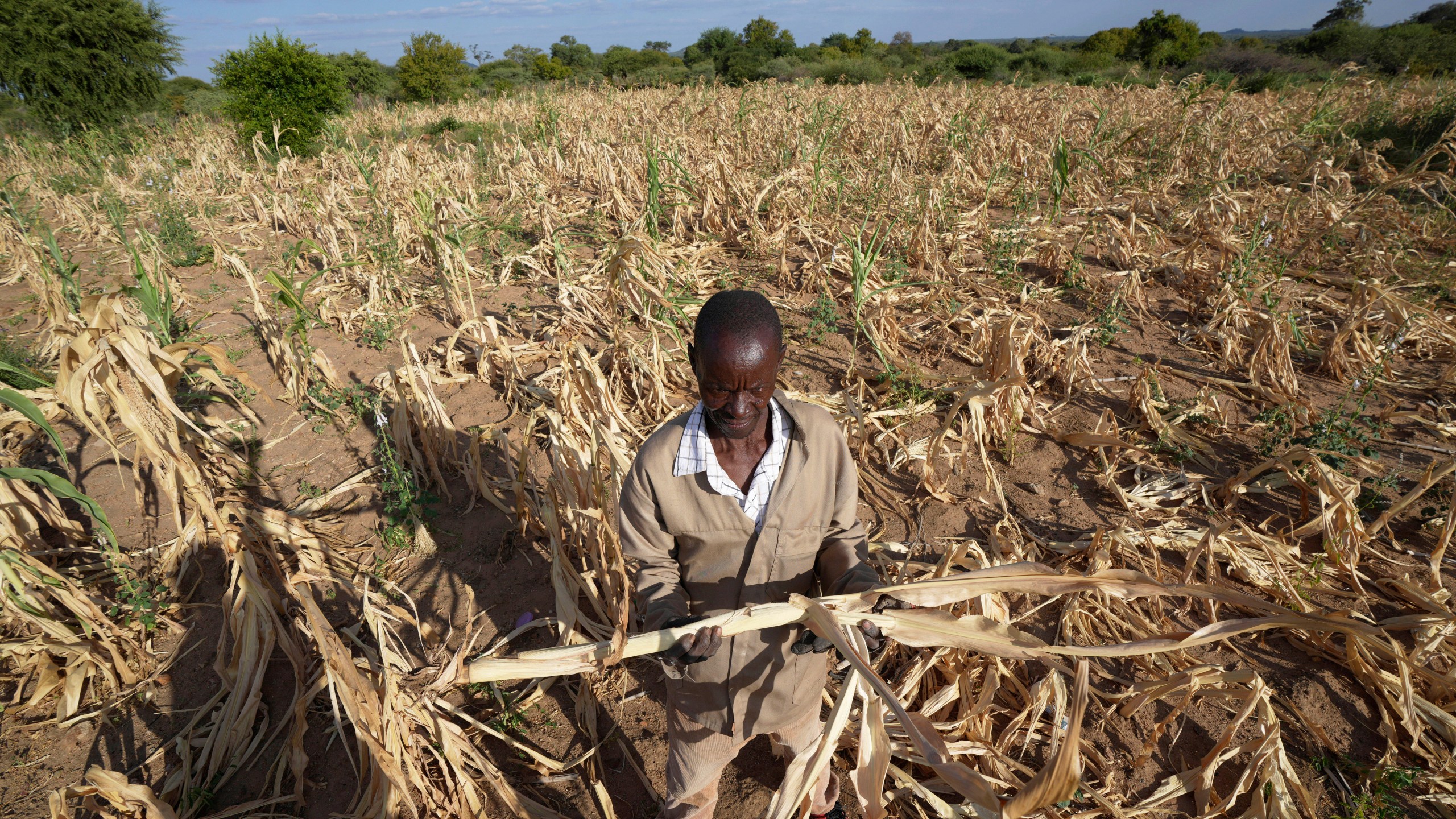 FILE - James Tshuma, a farmer in Mangwe district in southwestern Zimbabwe, stands in the middle of his dried up crop field amid a drought, in Zimbabwe, Friday, March, 22, 2024. Zimbabwe declared a state of disaster Wednesday, April 3, 2024, over a devastating drought that's sweeping across much of southern Africa, with the country’s president saying it needs $2 billion for humanitarian assistance. (AP Photo/Tsvangirayi Mukwazhi, File)