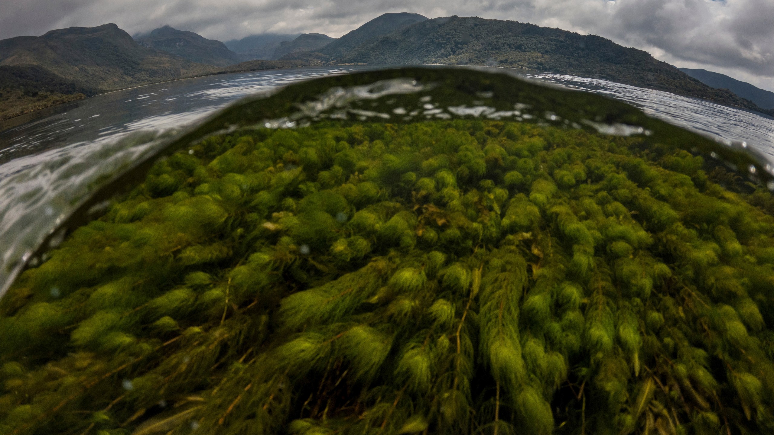 FILE - This photo captured partially underwater reveals submerged vegetation at the Chingaza lagoon in the paramo of Chingaza National Natural Park, Colombia, Tuesday, March 19, 2024, the primary water source for millions of residents in the capital city of Bogota. Bogota's main source of water, the Chingaza Reservoir System, is currently 15% full. (AP Photo/Ivan Valencia, File)
