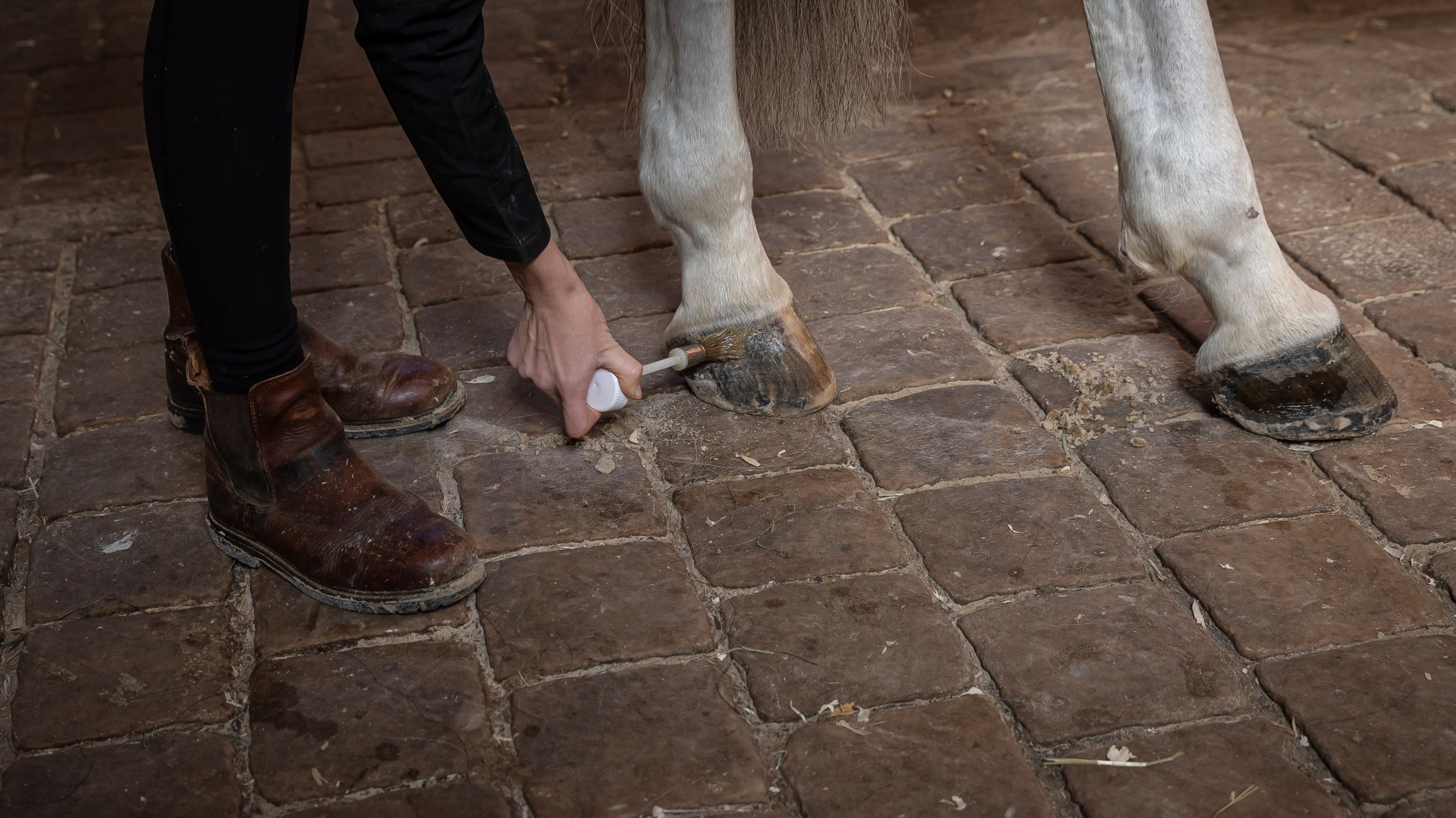 A horsewoman applies oil to her horse's hooves in the royal stables, in Versailles, Thursday, April 25, 2024. More than 340 years after the royal stables were built under the reign of France's Sun King, riders and horses continue to train and perform in front of the Versailles Palace. The site will soon keep on with the tradition by hosting the equestrian sports during the Paris Olympics. Commissioned by King Louis XIV, the stables have been built from 1679 to 1682 opposite to the palace's main entrance. (AP Photo/Aurelien Morissard)