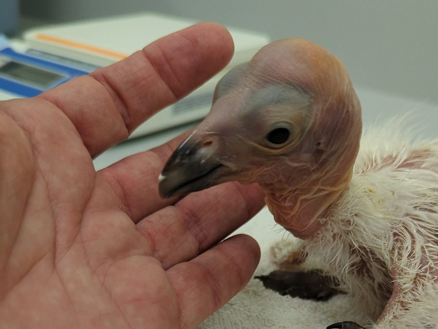 A handler inspects a California condor hatchling at the Los Angeles Zoo in this undated 2024 photo. (Los Angeles Zoo)