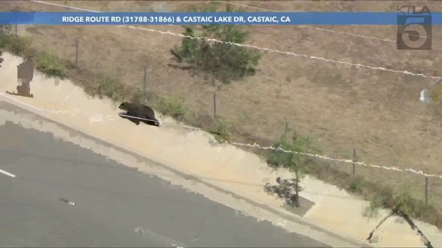 Castaic bear