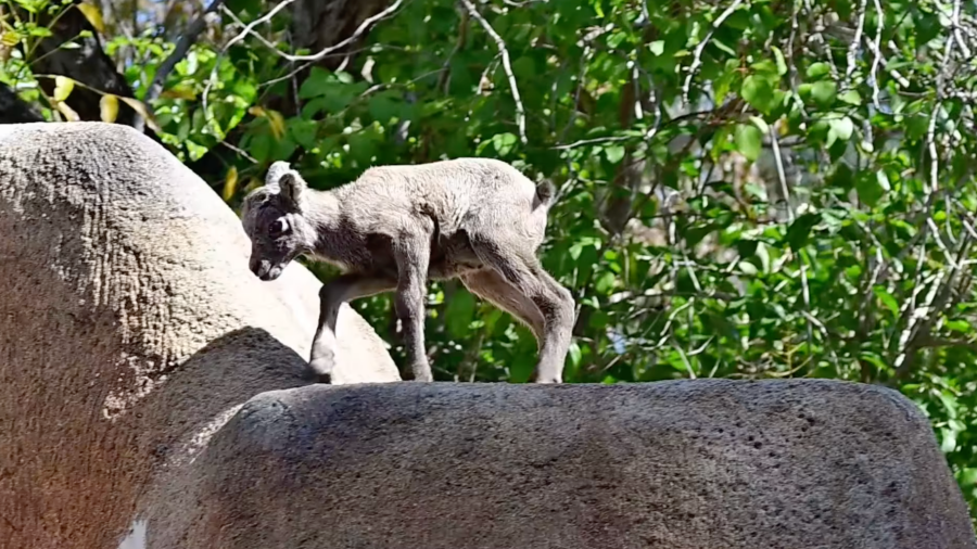 A bighorn sheep lamb is seen in an image taken from video provided by the Los Angeles Zoo via Facebook on April 18, 2024.