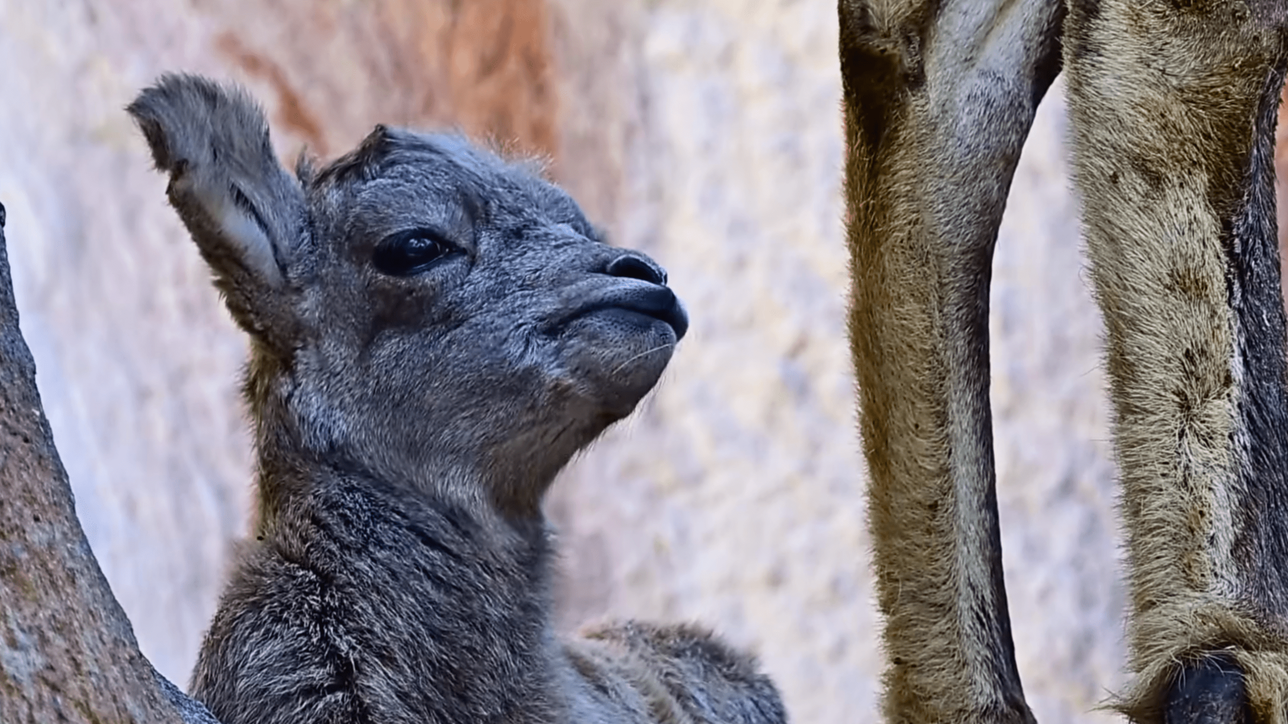 A bighorn sheep lamb is seen in an image taken from video provided by the Los Angeles Zoo via Facebook on April 18, 2024.