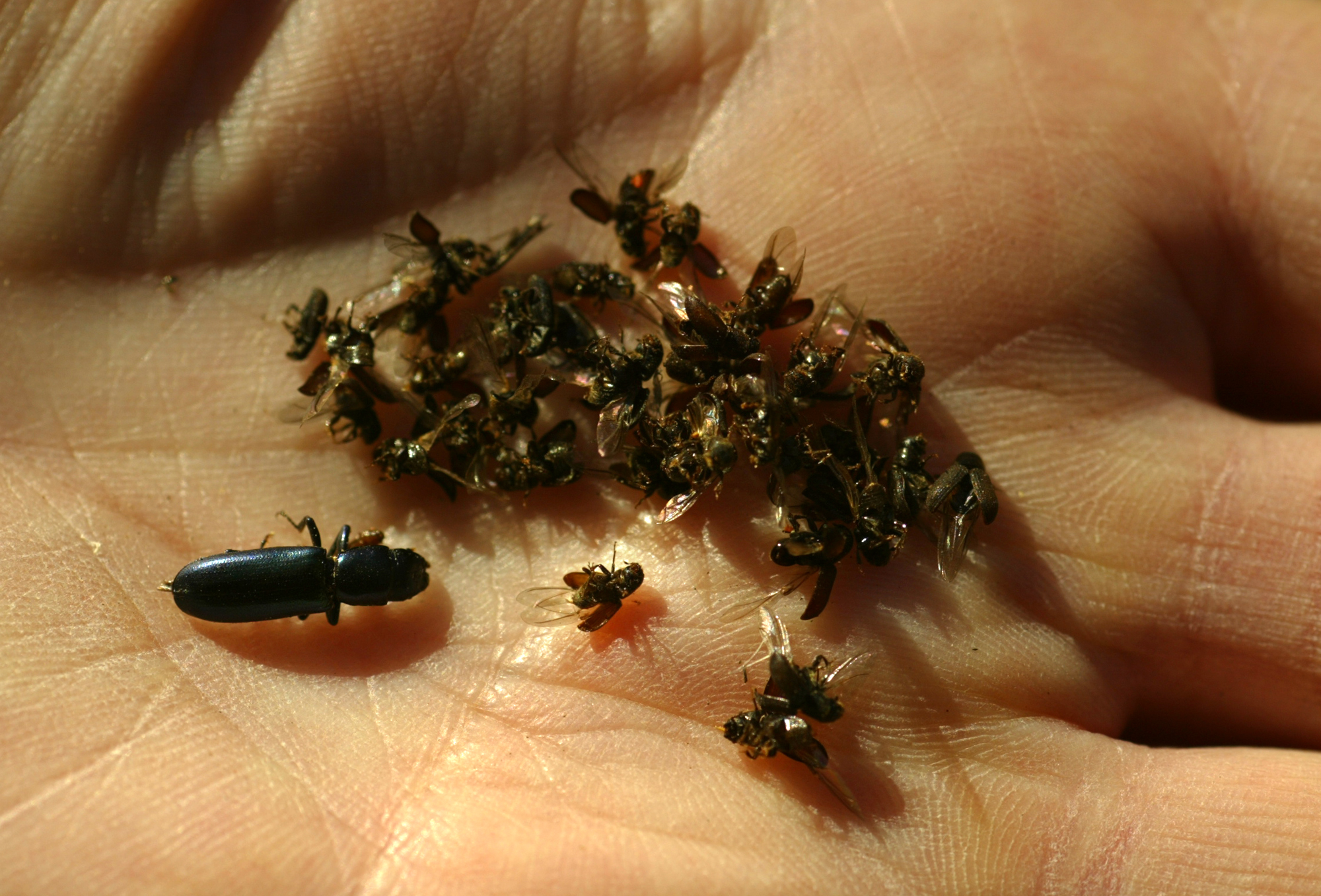 Barton Flats. Sept. 30, 2004. An example of dead western pine beetles alongside a bark beetle, l