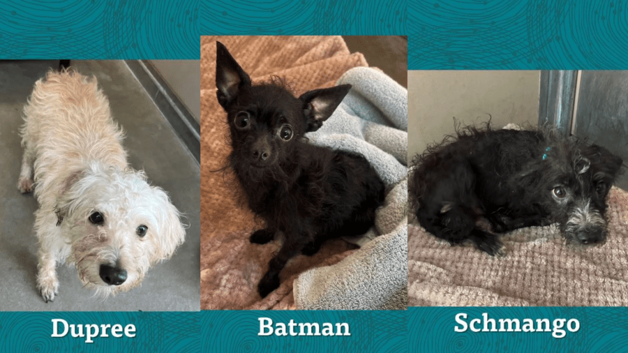 Several dogs available for adoption after being rescued from a hoarder. (City of Mission Viejo)