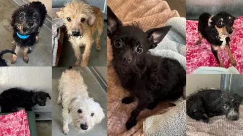 Over 100 dogs that were rescued from a hoarder in Riverside will be placed for adoption. (City of Mission Viejo)