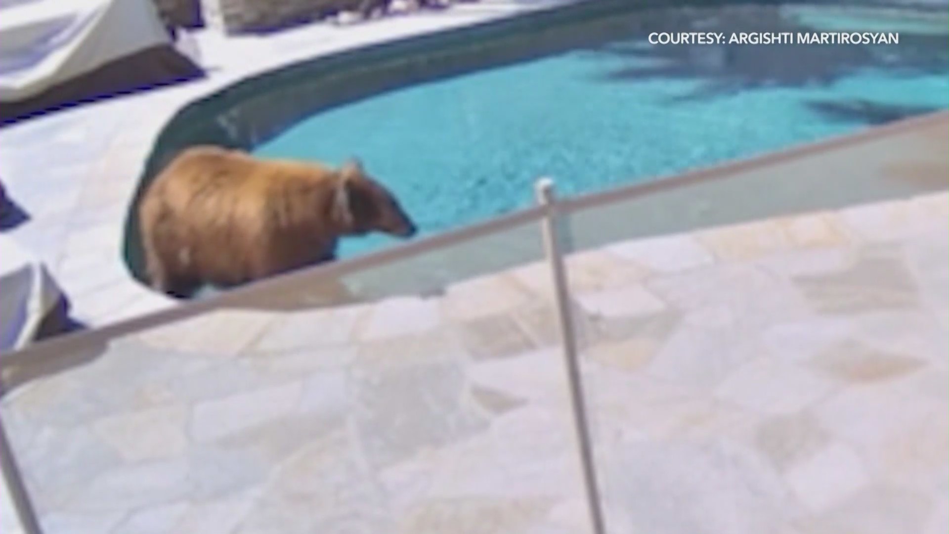 A large bear dips its paws into a backyard pool in Burbank on April 9, 2024. (Argishti Martirosyan)