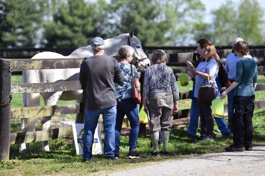 A group of tourists greet the 1997 Kentucky Derby winner Silver Charm, during a tour of Old Friends Farm in Georgetown, Ky., Thursday, April 18, 2024. At the age of 30, Silver Charm, the oldest living Derby winner lives in retirement at the farm, dedicated to retired thoroughbred race horses. (AP Photo/Timothy D. Easley)