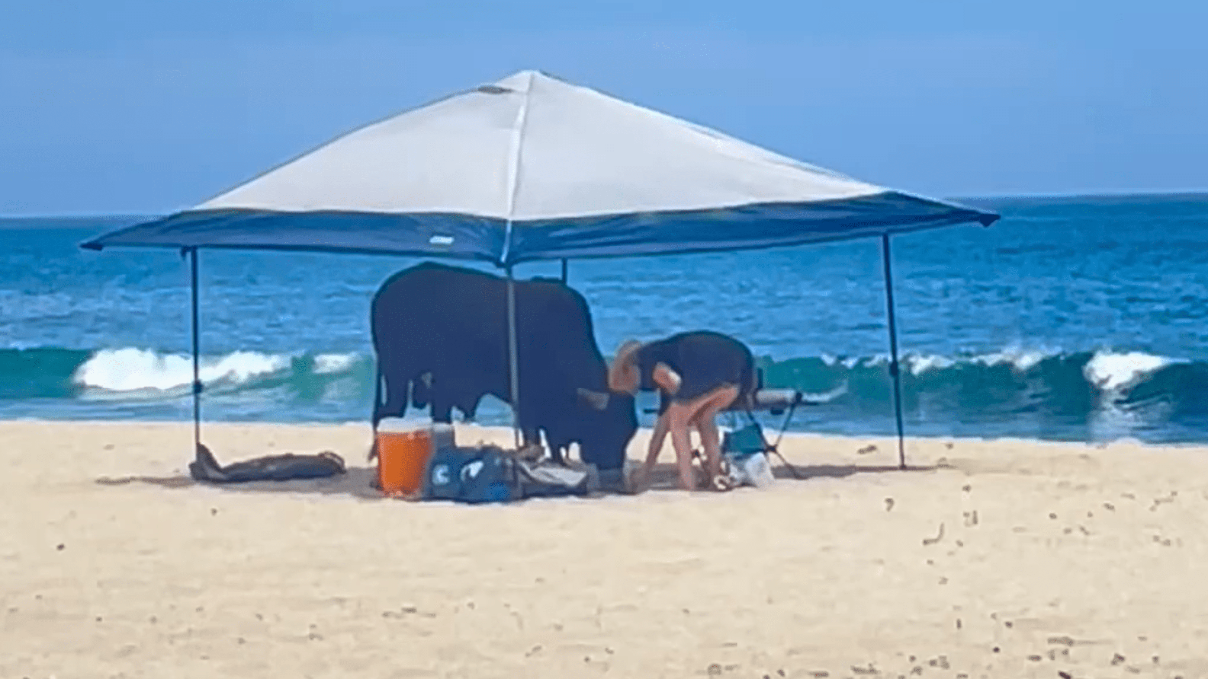 A bull eats under a woman's canopy on a beach in Mexico's Baja California Sur on May 11, 2024.