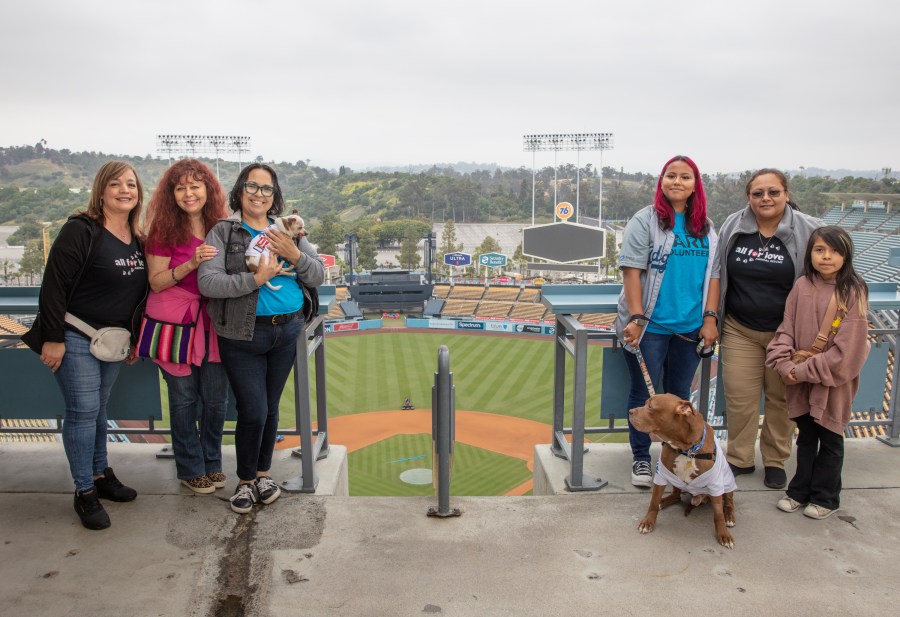 Two adoptable dogs named after L.A.'s beloved baseball team toured Dodger Stadium in May 2024 in hopes of raising awareness for their adoption. (Canine Adoption and Rescue League)