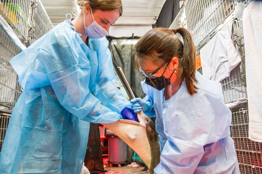 HUNTINGTON BEACH, CA - MAY 03: Lindsey Campbell, left, a senior wildlife tech is assisted by volunteer Lan Wiborg in feeding a malnourished brown pelican at Wildlife Care Center in Huntington Beach on Friday, May 3, 2024. (Photo by Leonard Ortiz/MediaNews Group/Orange County Register via Getty Images)