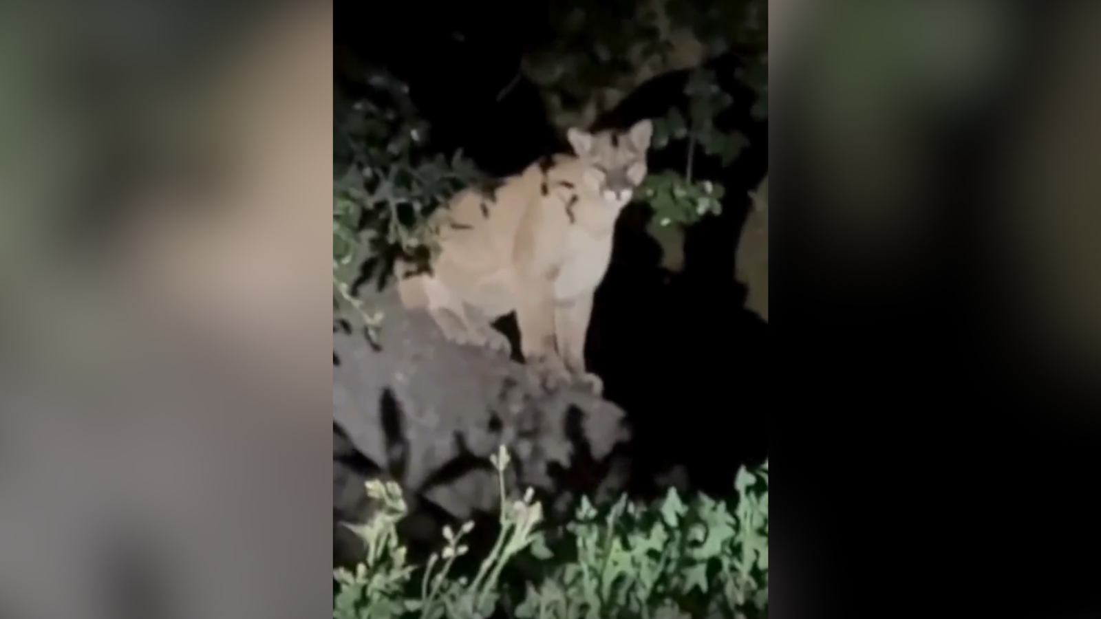 Hollywood Hills mountain lion