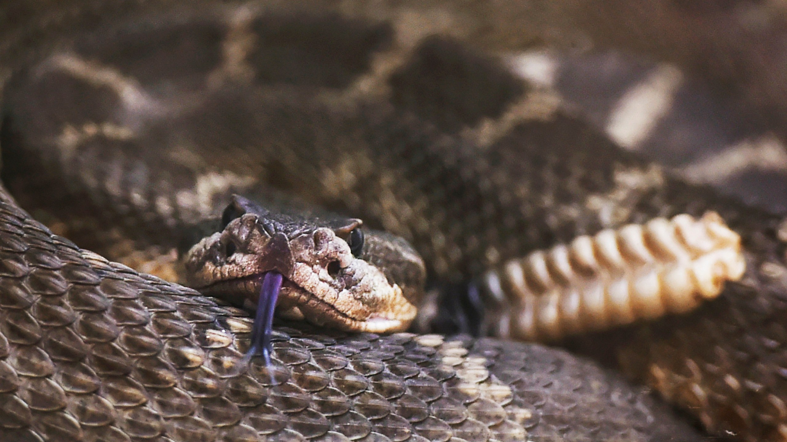 Northern Pacific rattlesnake