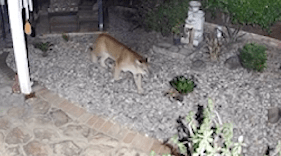 Mountain lions caught prowling SoCal neighborhood