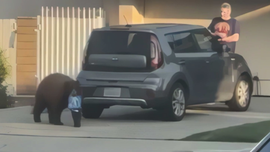 The bear seen grabbing a pack of Oreo cookies from the driveway of a Monrovia home as  neighbors looked on. 