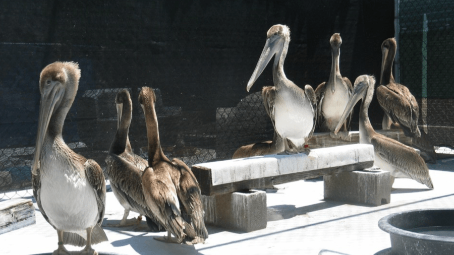 Recovering pelicans are seen at the Wetlands Wildlife Care Center.