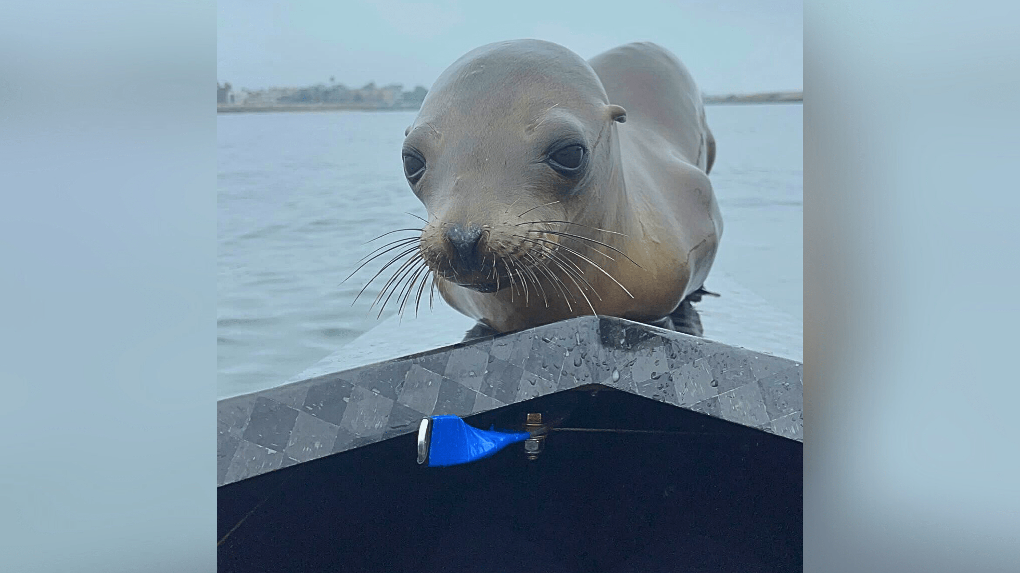 A sea lion is seen aboard a UCLA rowing team boat in Marina del Rey.