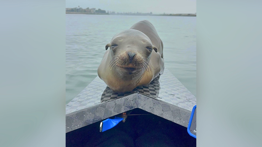 A sea lion is seen aboard a UCLA rowing team boat in Marina del Rey.