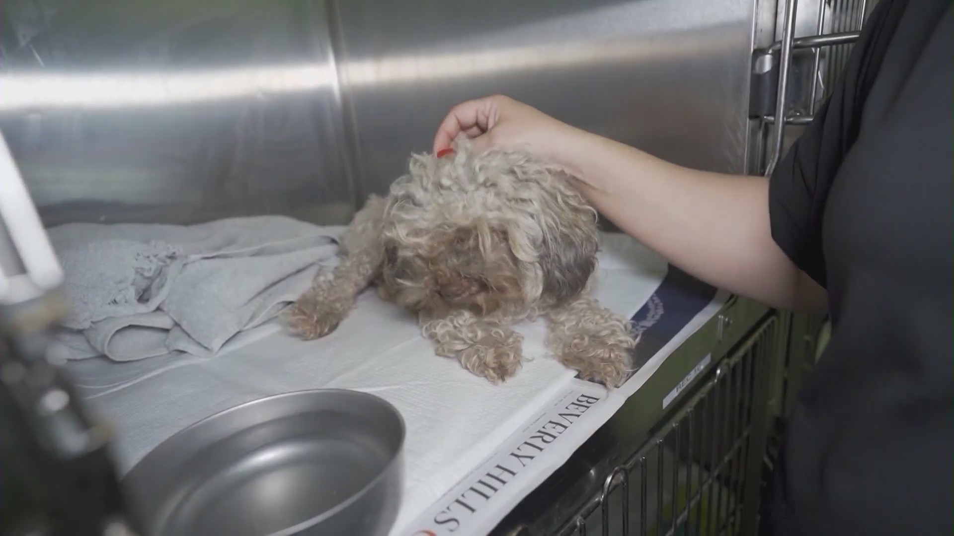 Animal shelters in Los Angeles are facing a crisis from overcrowding as animals remain stuck in cramped conditions while waiting to be adopted. (KTLA)