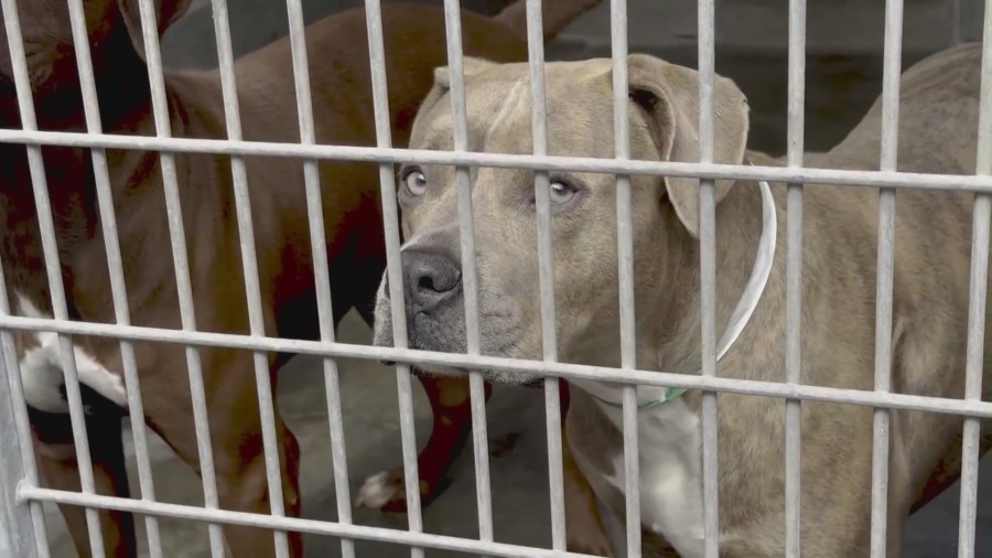 Animal shelters in Los Angeles are facing a crisis from overcrowding as animals remain stuck in cramped conditions while waiting to be adopted. (KTLA)