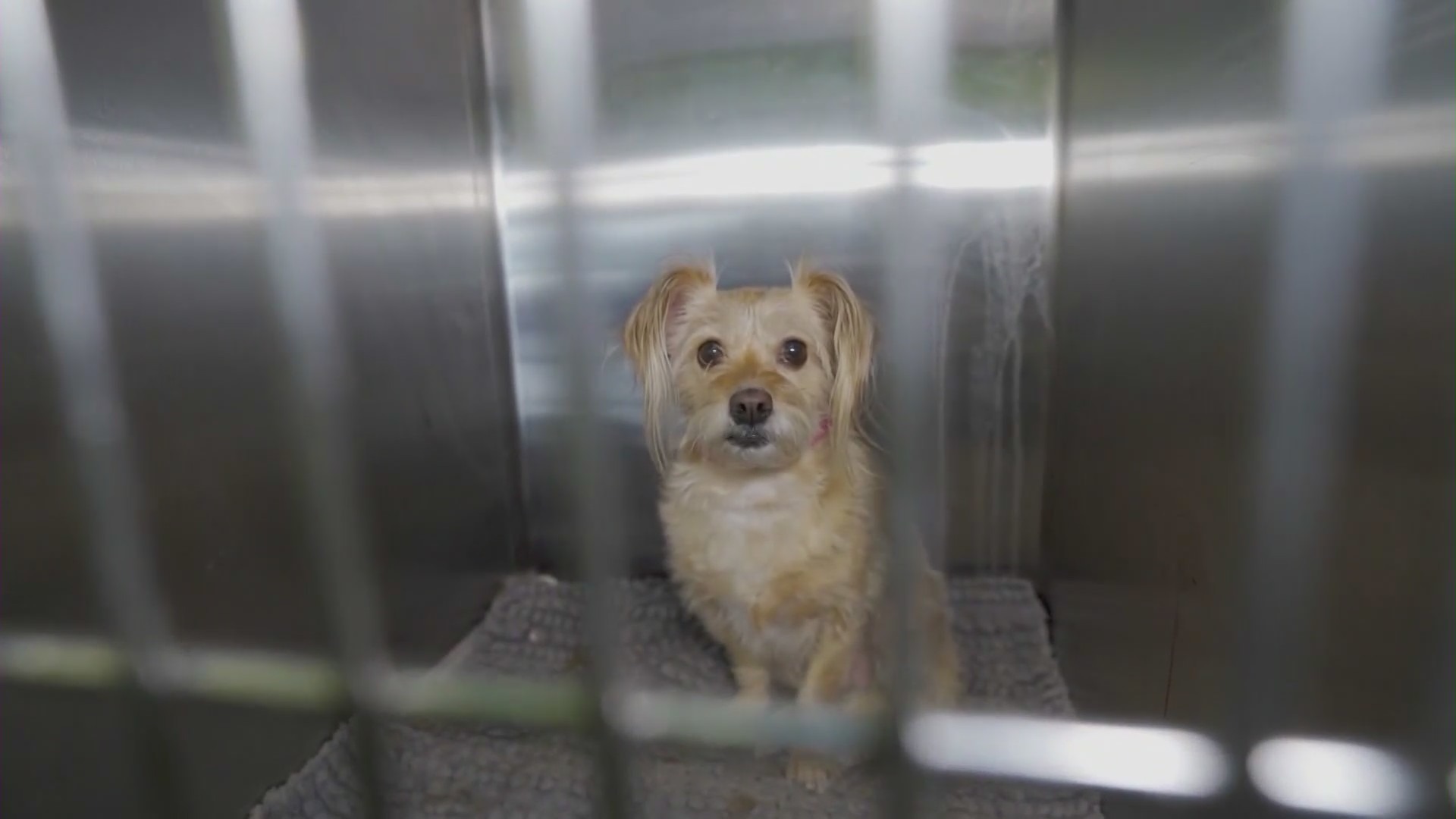 Animal shelters in Los Angeles are facing a crisis from overcrowding as animals remain stuck in cramped conditions while waiting to be adopted. (KTLA)