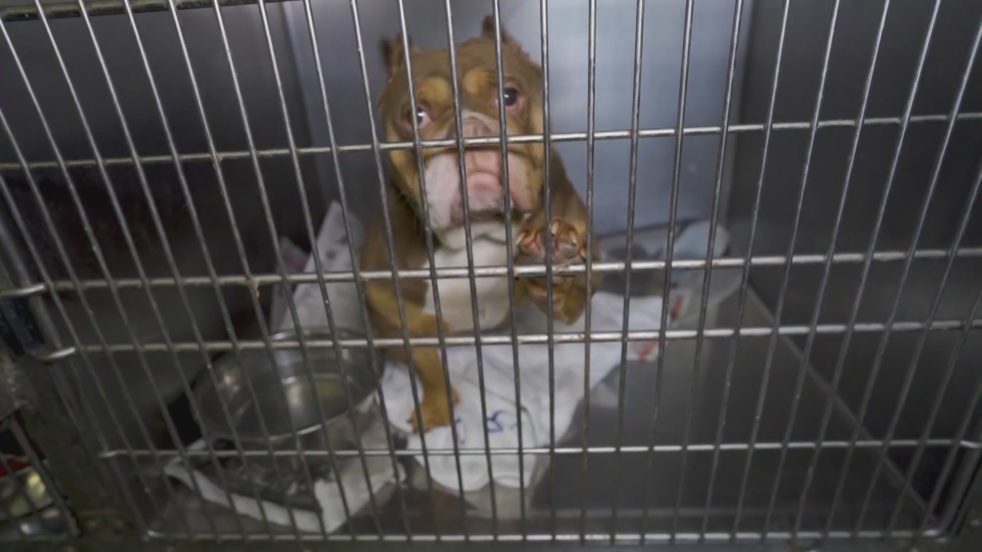 Animal shelters in Los Angeles are facing a crisis from overcrowding as animals remain stuck in cramped conditions while waiting to be adopted. (KTLA)