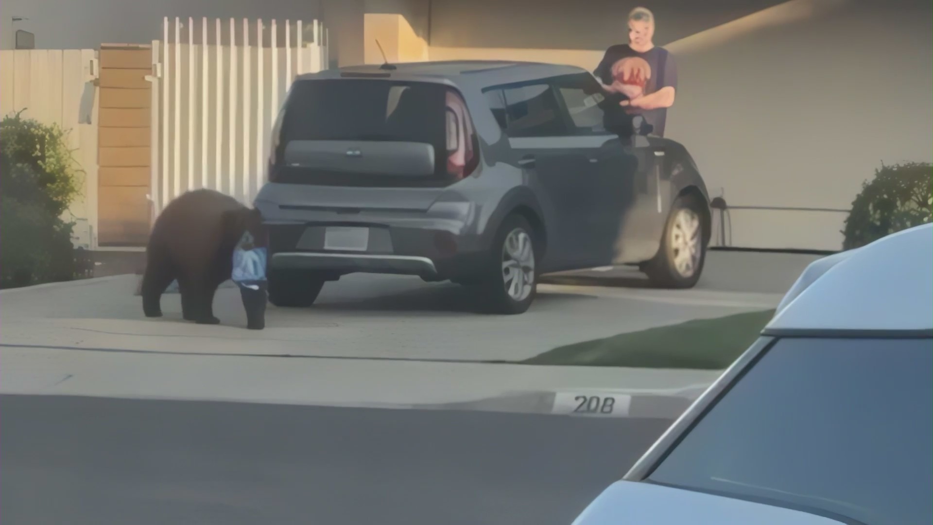 The bear seen grabbing a pack of Oreo cookies from the driveway of a Monrovia home as neighbors looked on.