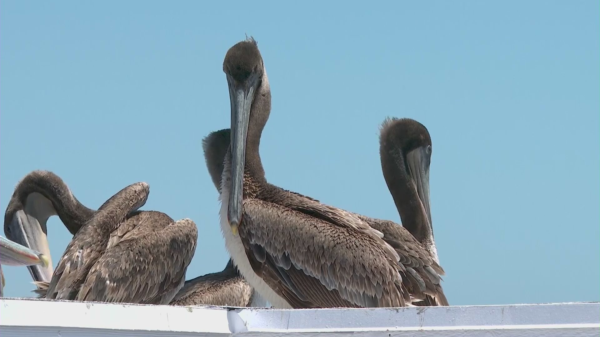 More sick brown pelicans arrived at the Newport Beach pier on May 7, 2024. (KTLA)