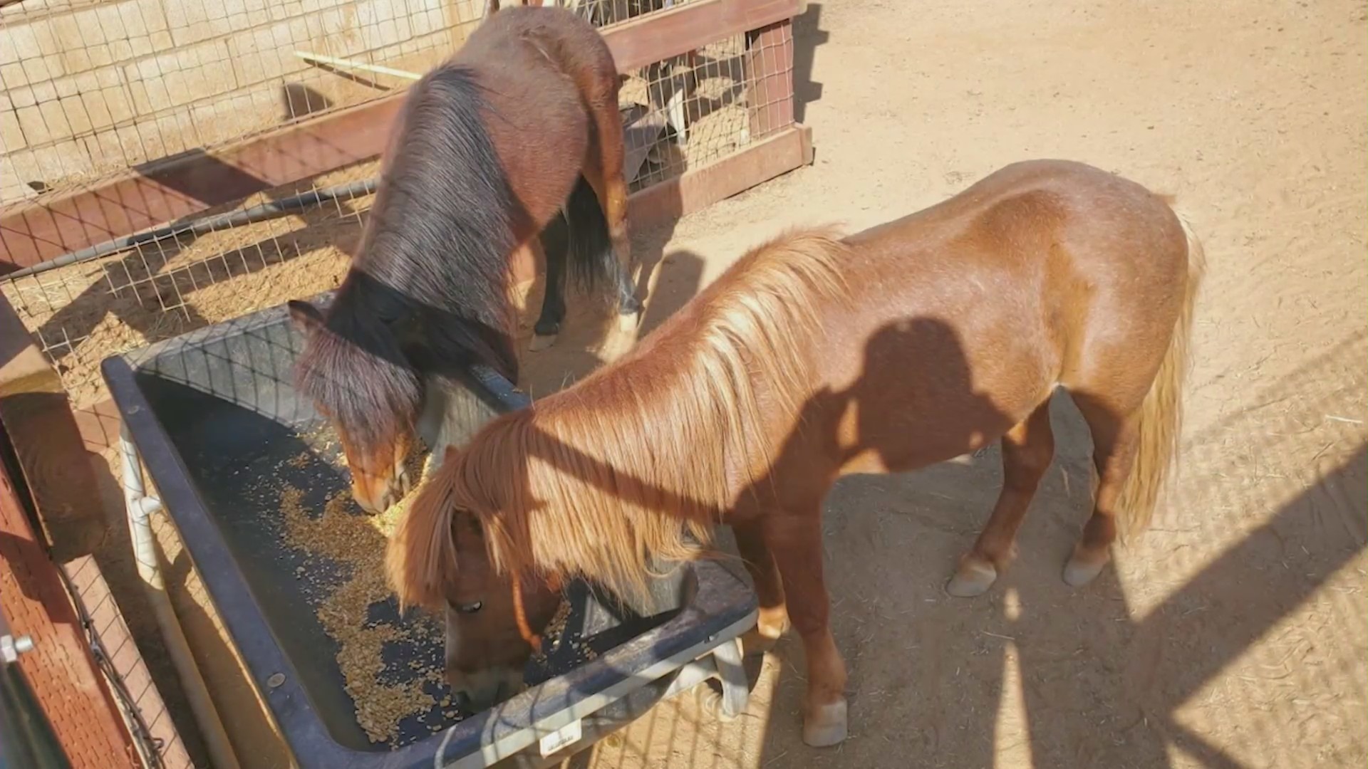 Miniature pointes Trigger and Brownie seen at their Reche County home in a family photo. (Ibarra Family)